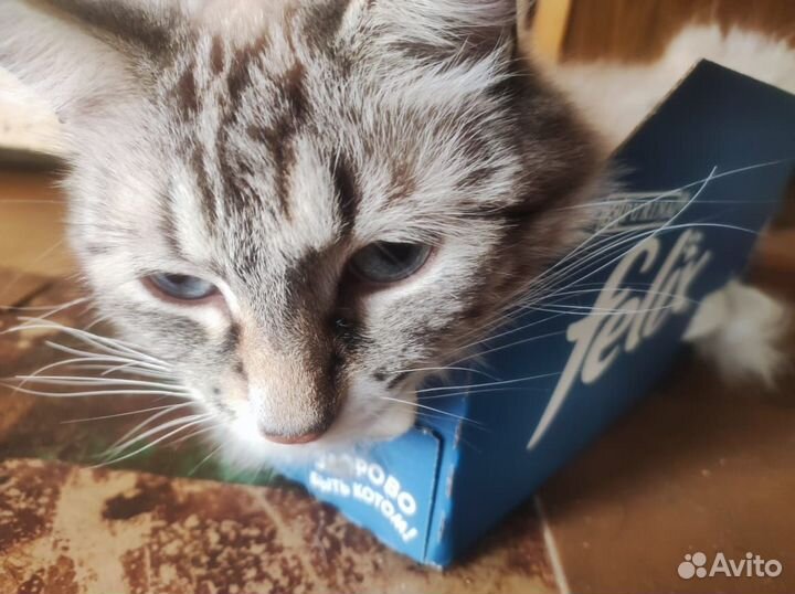 Отдам кота в добрые руки