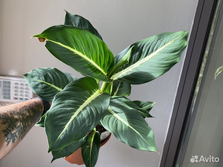 Диффенбахия Грин мэджик