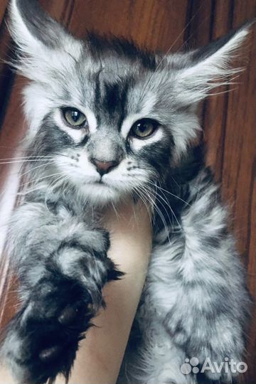 Мейн Кунята и 2 кота на вязку классики и полидакты