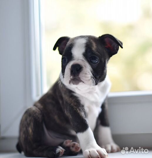 Щенкок бостон терьер