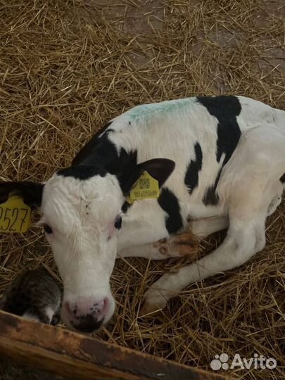 Отборные телята бычки быстрая доставка