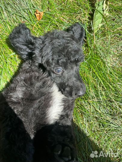 Щенки большого королевского пуделя