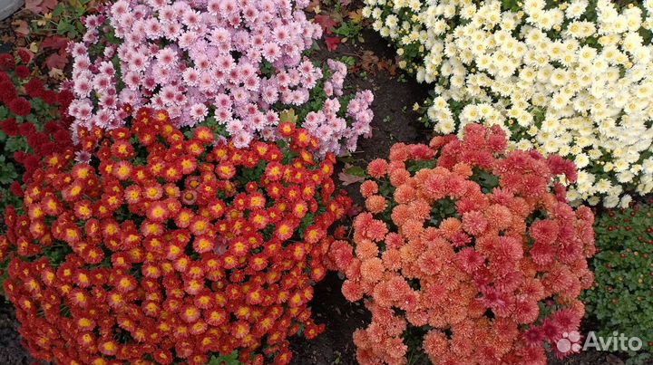 Цветы хризантемы