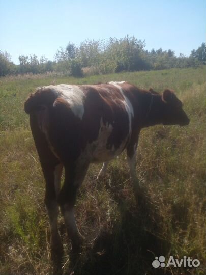 Тёлочка 1.3года