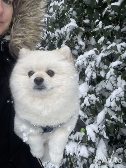 Шпиц ищем девочку