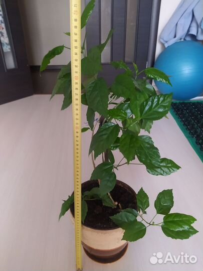 Гибискус (китайская роза)