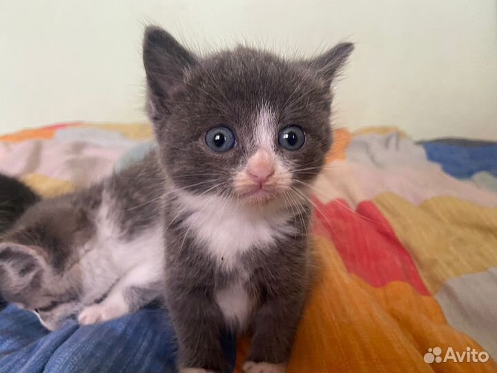Отдам в добрые руки котят