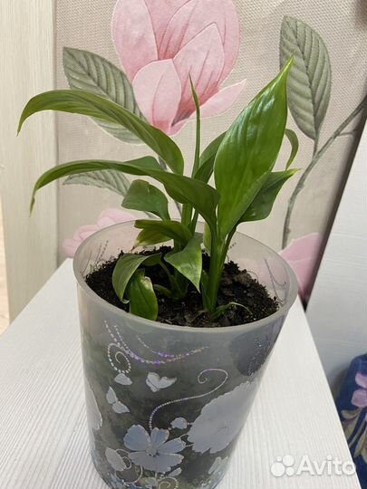 Спатифиллум