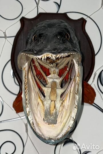 Чучело головы щуки