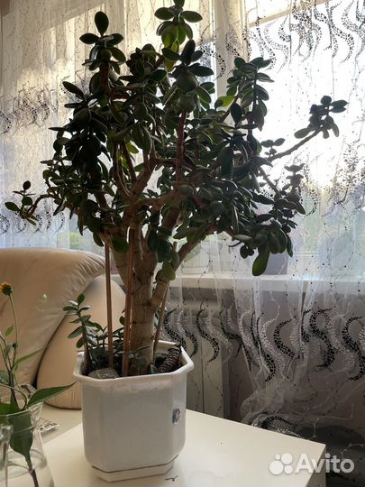 Денежное дерево