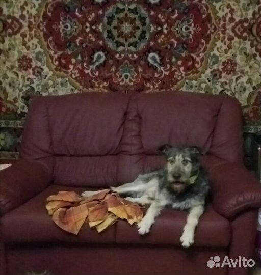 Ищем дом для Гарри, тихого и грустного