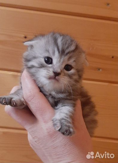 Шотландская
