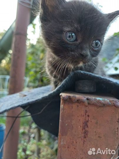 Отдам бесплатно в хорошие руки котят