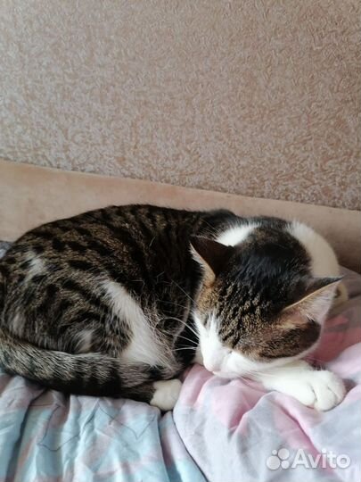 Кошка в дар