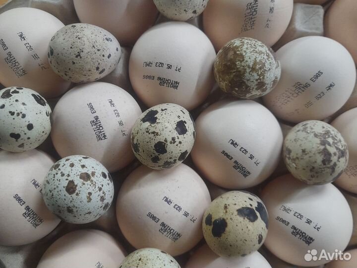 Инкубационное яйцо