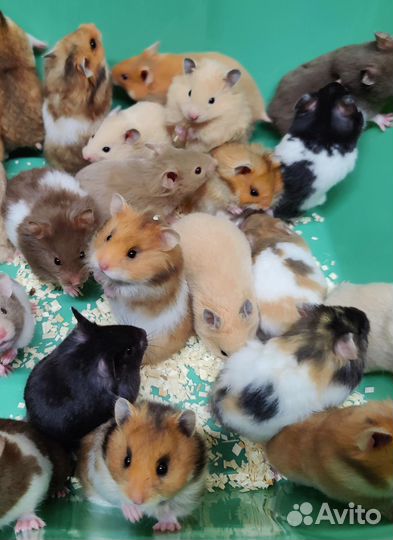 Сирийские Ангорские Хомяки Эксклюзивные