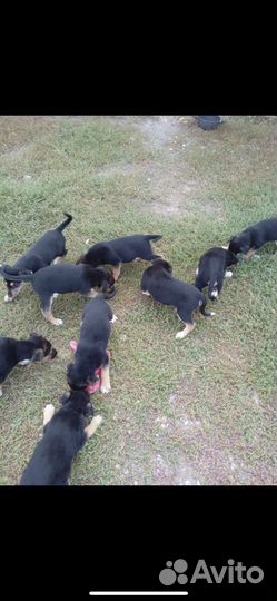Щенки русской гончей
