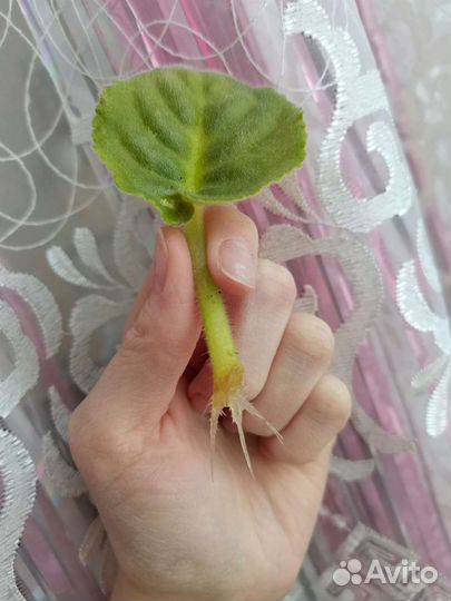 Фиалка Букет Невесты