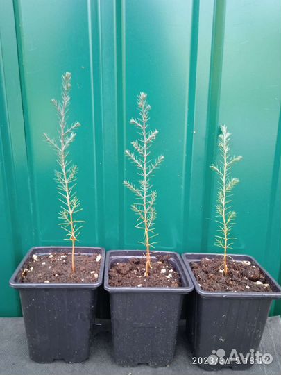 Кипарис пирамидальный вечнозелёный