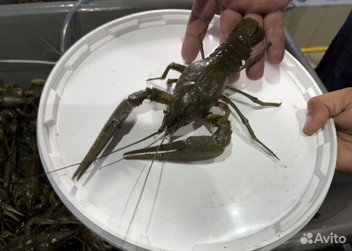 Раки живые дикие в наличии