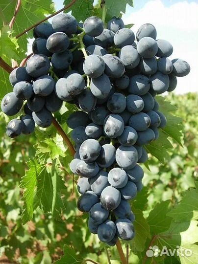 Продается виноград, сорт Молдова