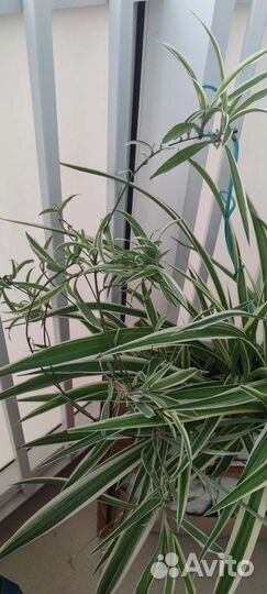 Хлорофитум