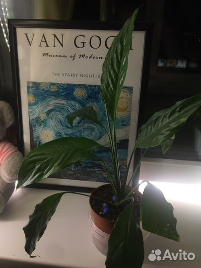 Спатифиллум