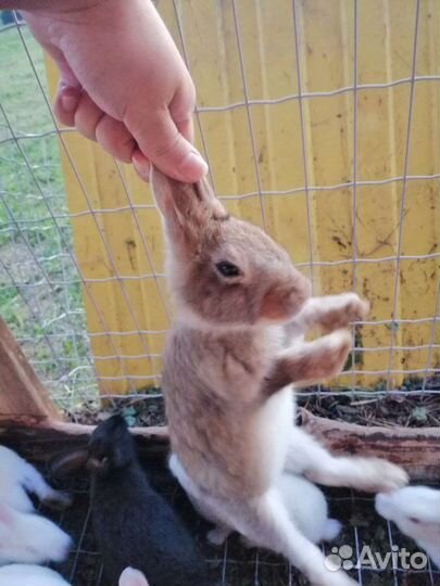 Кролики мясных пород