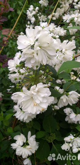 Декоративные и ягодные кустарники