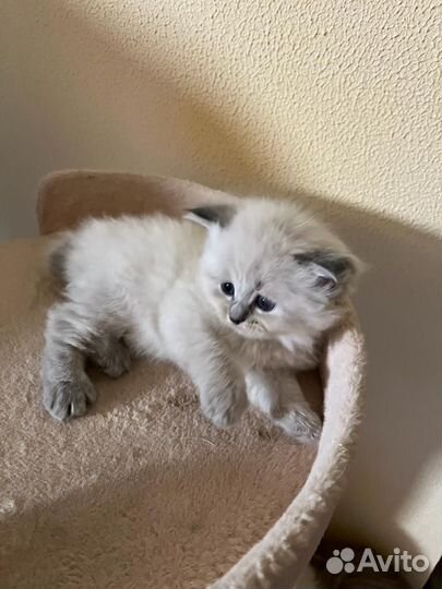 Невские котята