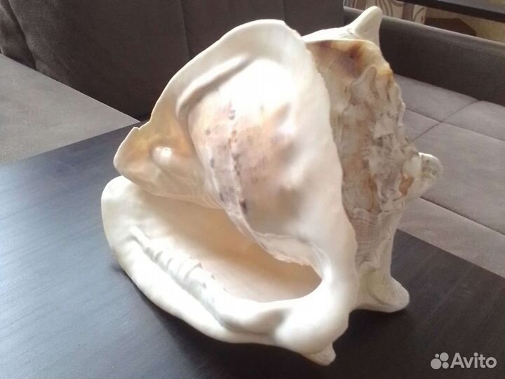 Морские ракушки раковины