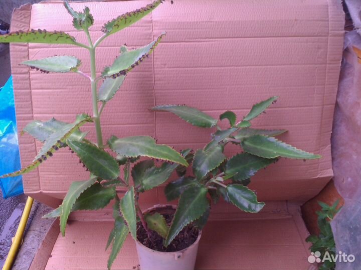 Бриофиллум