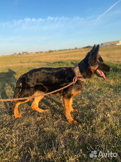 Немецкая овчарка