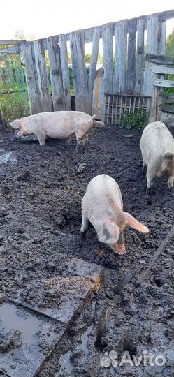 Хряк ландрас