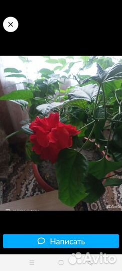 Гибискус китайская роза