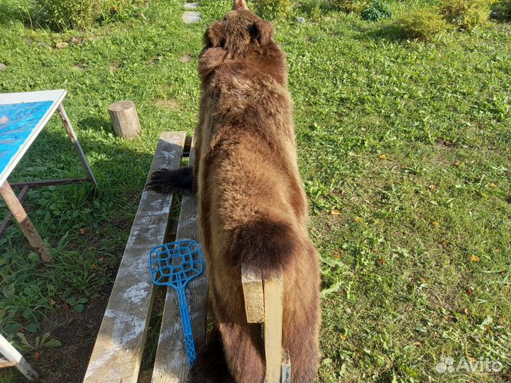 Медведь шкура