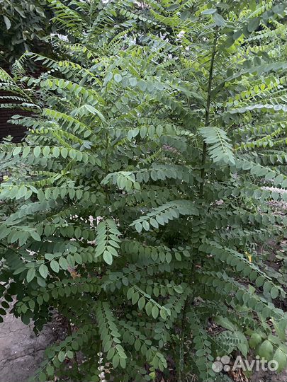 Софора японская