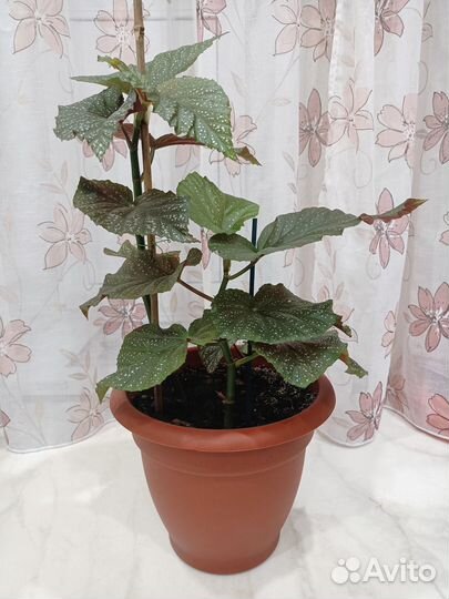 Бегония королевская