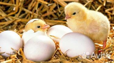 Птицевод на птицефабрику (выращивать, кормить) вах