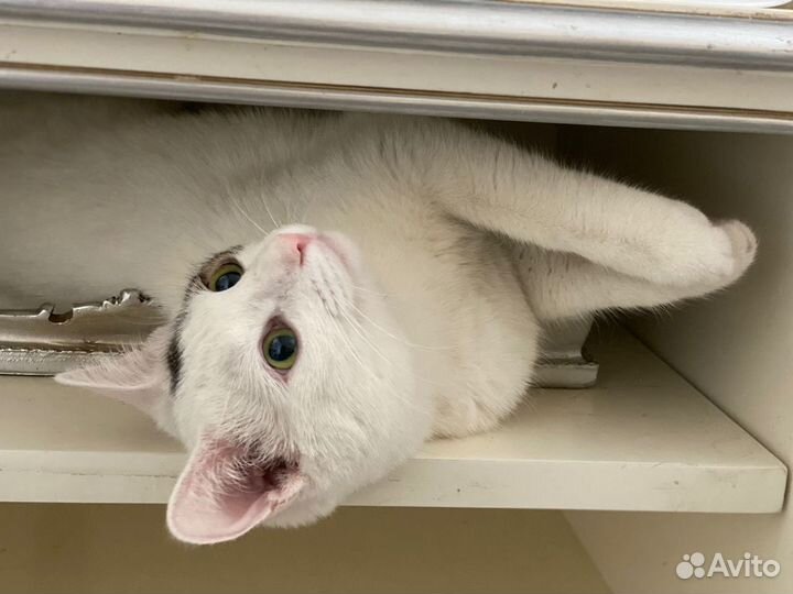 Отдам в добрые руки