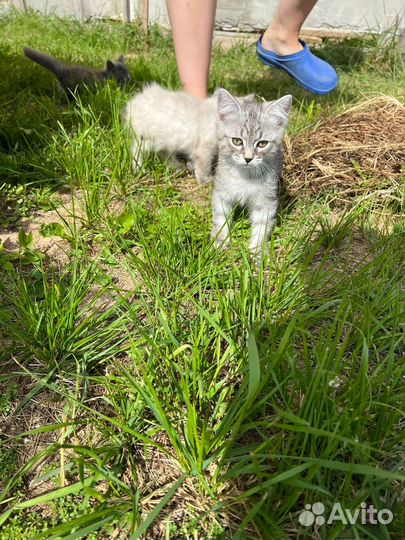 Серый полосатый котенок 2 мес.в добрые руки