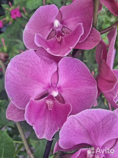 Сортовая орхидеия фаленопсис - 2