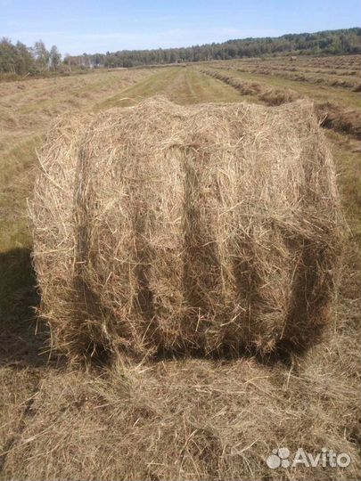 Продам сено в рулонах. Республика Бурятия
