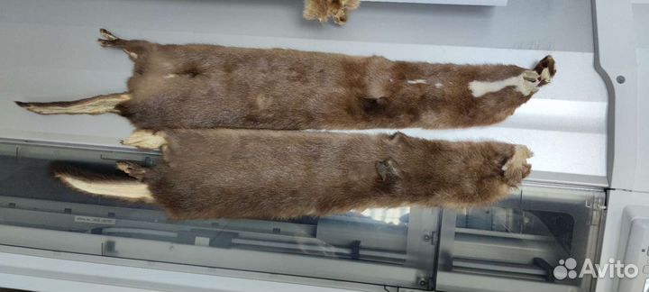 Шкурки пушнина мех куница и норка