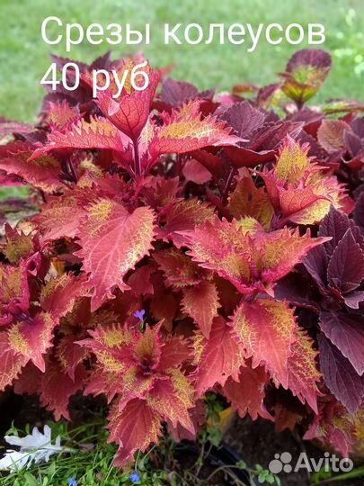 Комнатные растения