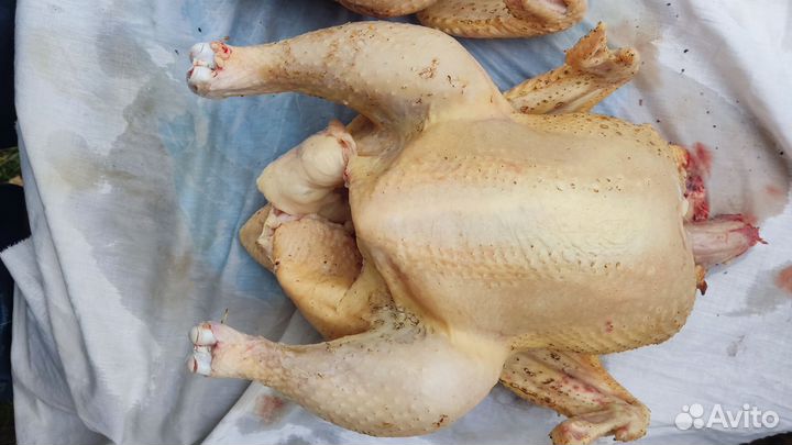 Мясо домашнего бройлера