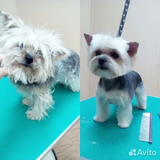 Стрижка собак и кошек