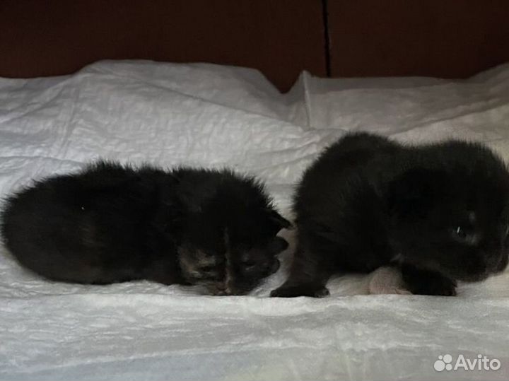 Котята мейн-кун