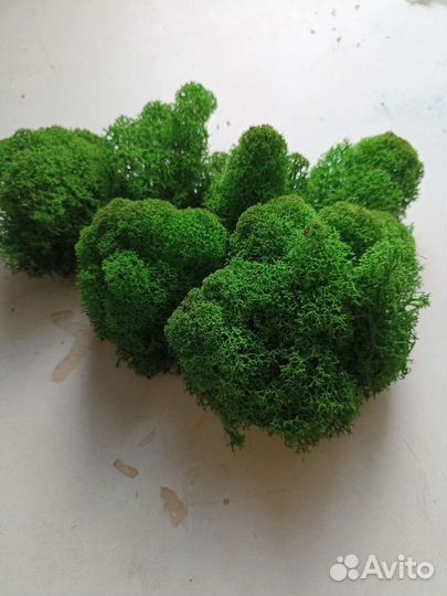 Стабилизированный мох ягель