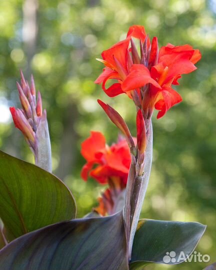 Цветы канны